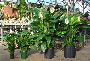 spathiphyllum-'peace-lilies'