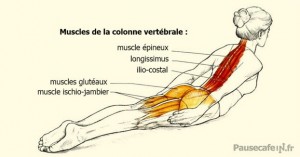 muscles-dos-planche-622x326