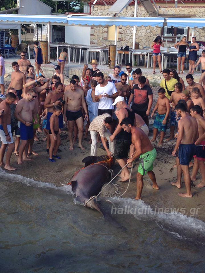halikidiki-ajkula-02